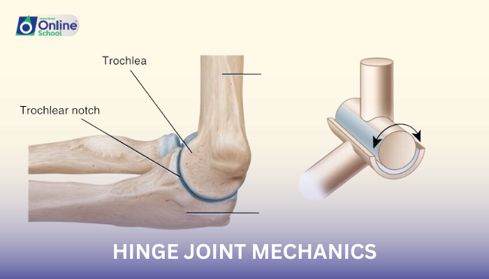 Lesson 07: Hinge Joint Mechanics